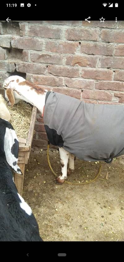 dasi bakra tadi  03234438191