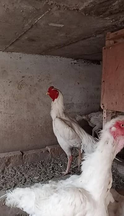 aseel shamo/ shamo chicks / shamo / white shamo / chicks