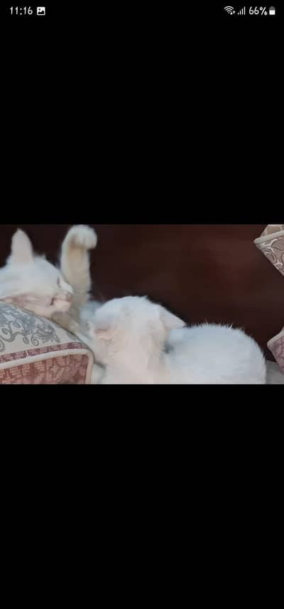 parsion cats kittens doll face