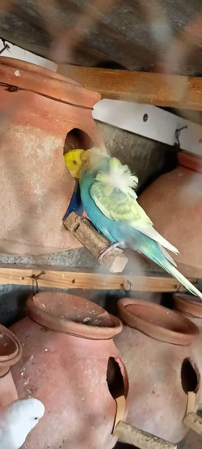 Hogoromo Double flower