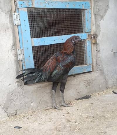 Dragon murga for sell