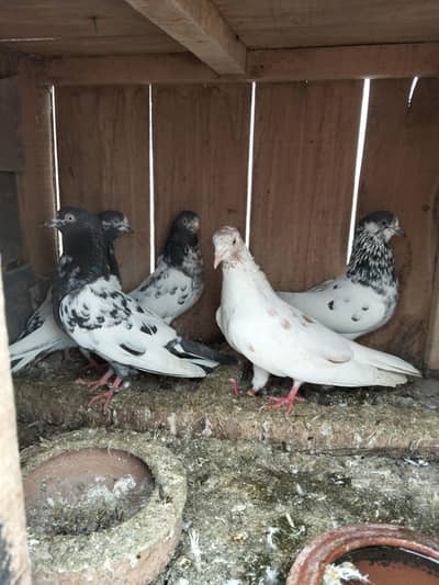 breader teddy and others females 1000 per 0315--1702878