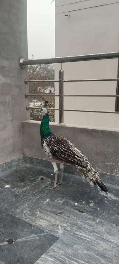 black shoulder Peacock