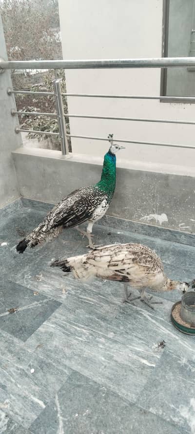 black shoulder Moor / Peacock Pair & Chicks / peacock male