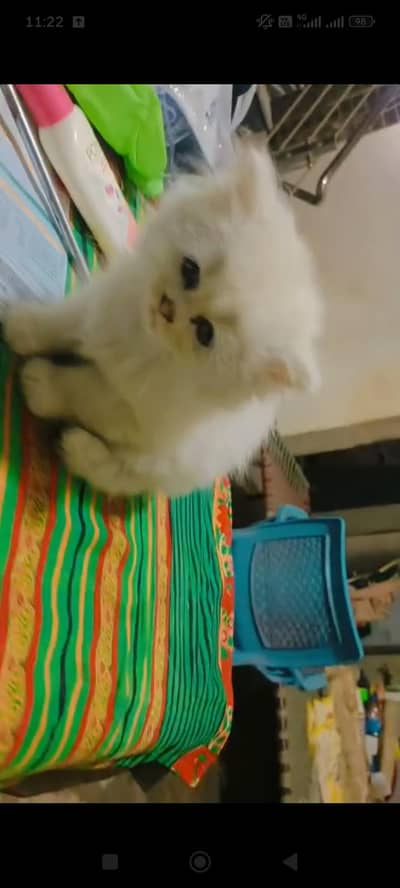 persian kitten