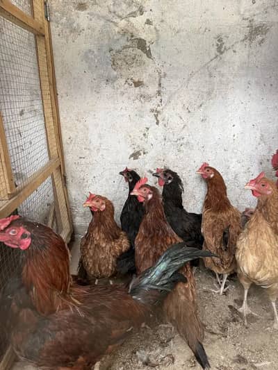 10 Murgai 2 murgh hn