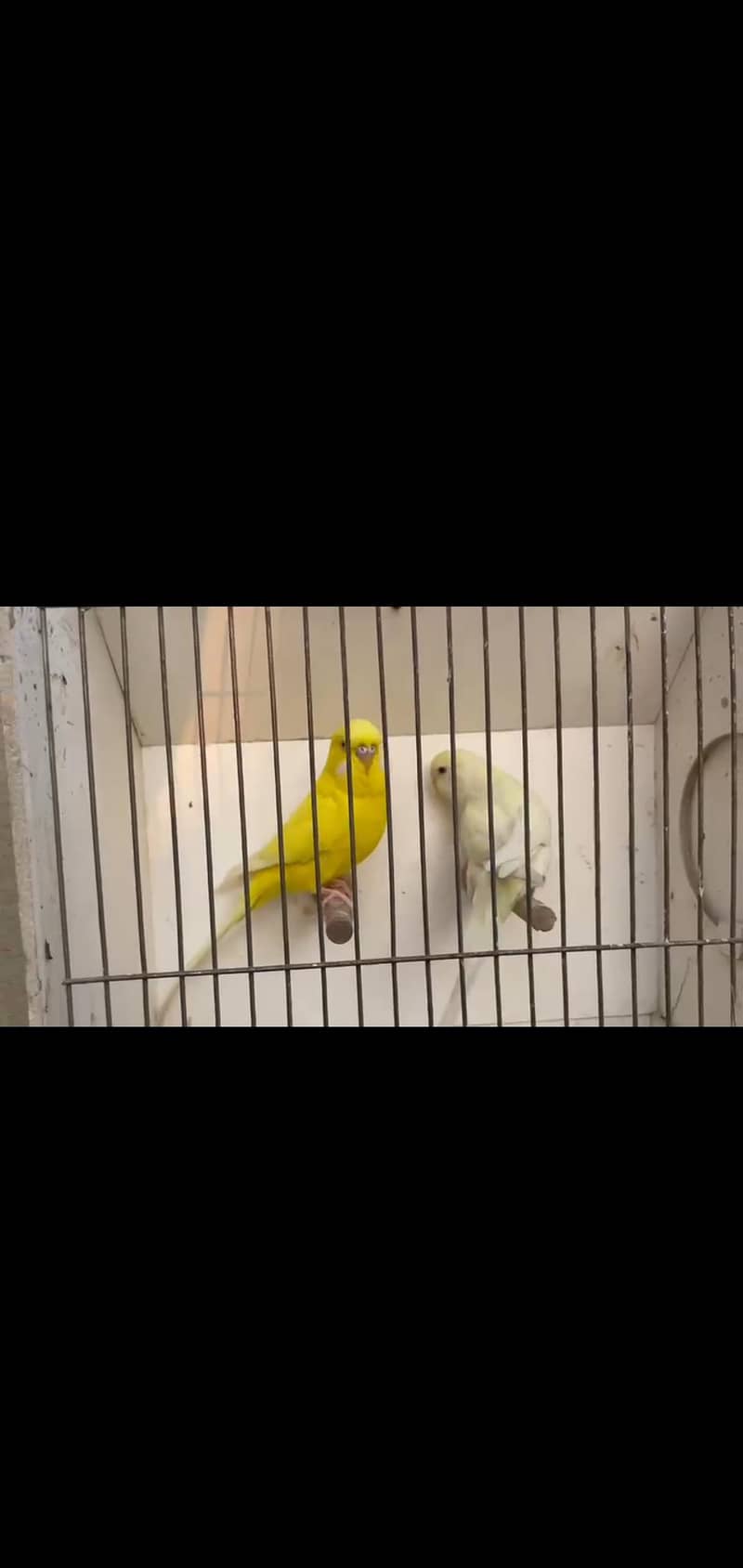 Undersized Pair Available. . . 1