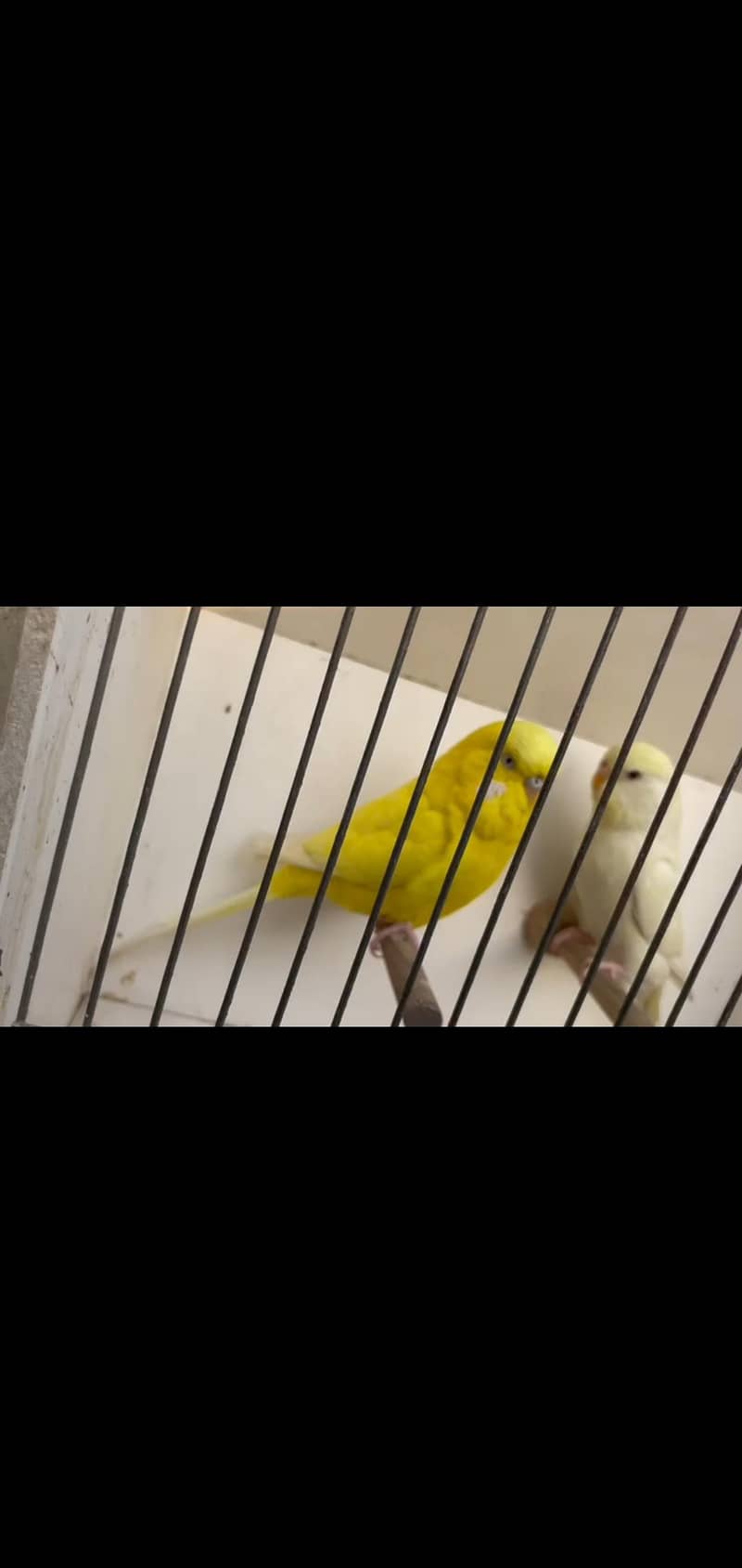 Undersized Pair Available. . . 2