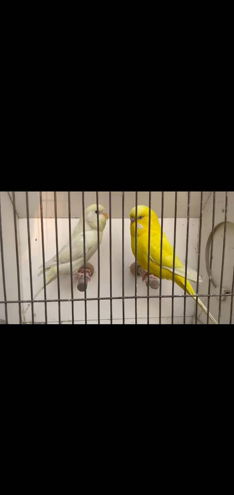 Undersized Pair Available. . . 4