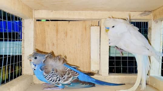 Hogoromo, Astralian, Java, Conoure Breeder Pairs