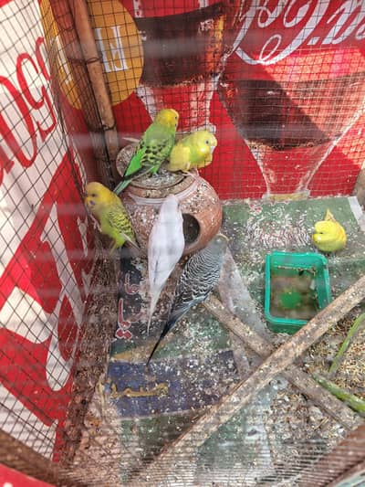 different colors budgie s