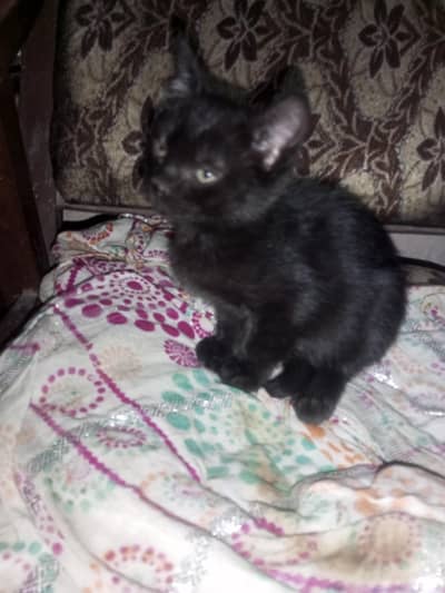 Turkish angora black cat