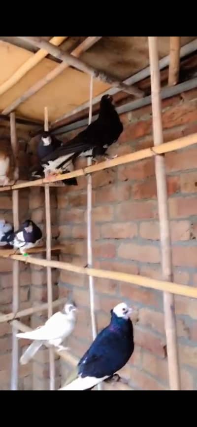 19 sa 20 kabooter ha per koboter 700 rupe