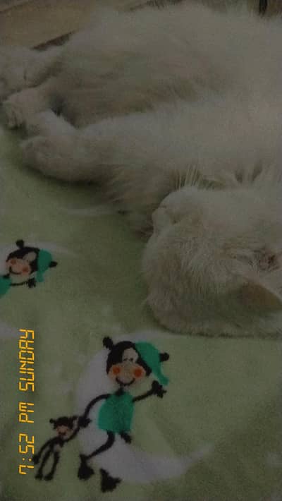 persian Female cat for sale