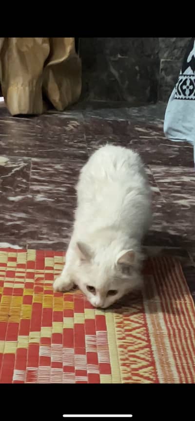 White cat percian female