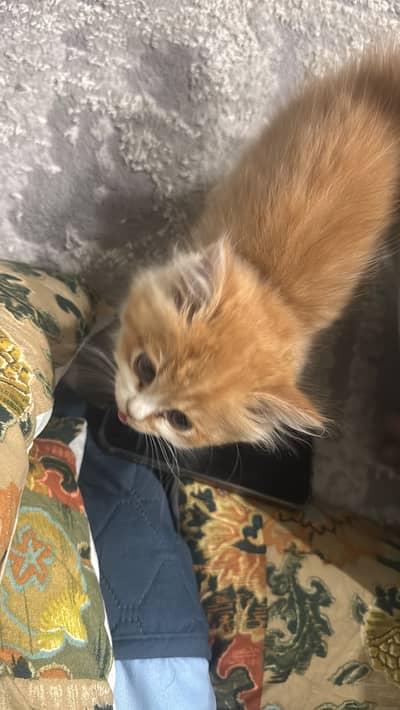 2 Best Quality persian kitten for sale