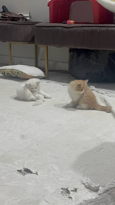 2 Persian kittens|triple Coated|Punch Face kittens /cute |white Cats