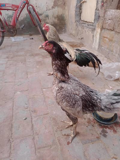 Cobra Aseel Murgi or Jawa Murga