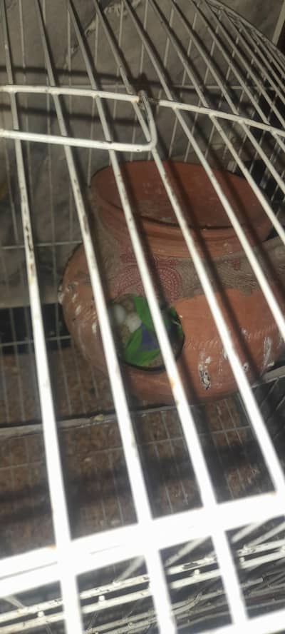 LOVE BIRDS with CAGE , MATKII