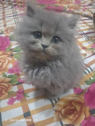 Persian cat double coated