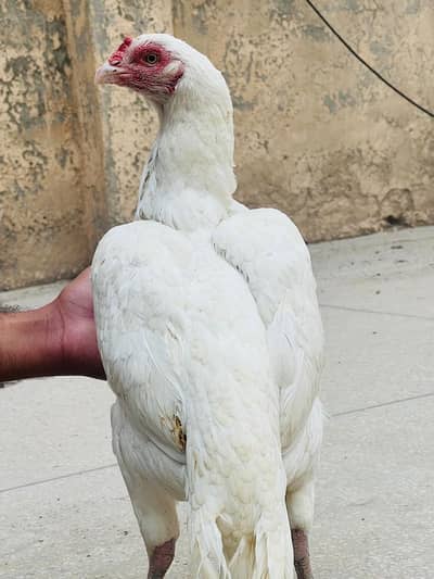 paper white aseel murghi