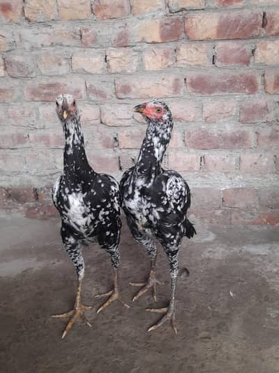 Aseel thai karas 2 females