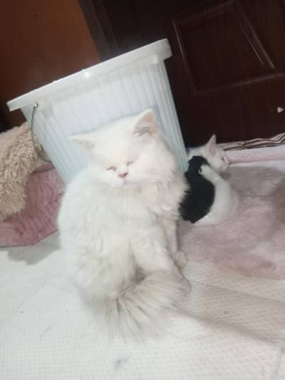 persian cute cat with 1 kitten