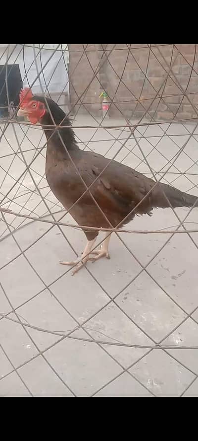 pure aseel bengum female ha