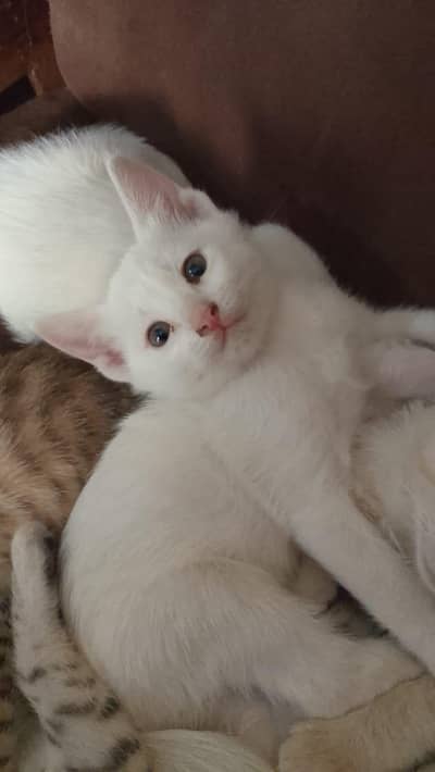 Beautiful female cat+ 4 kitten contect number 03001070102