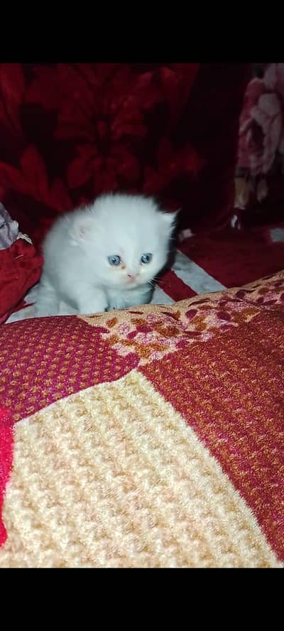 BLUE EYES KITTEN FOR SALE