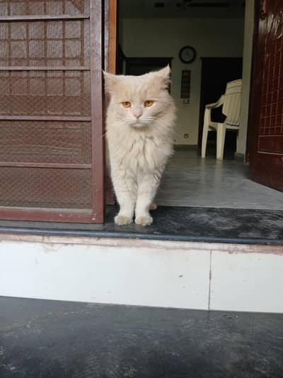 Beautiful Persian cat for sale