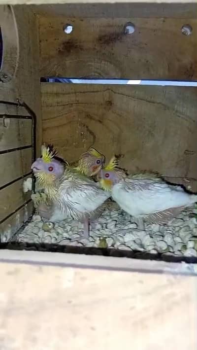 Cockatiel chicks