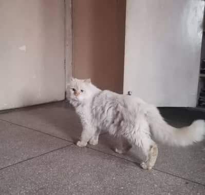 Male Persian Cream Point