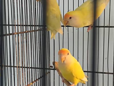 Albino , lotino , bajri , rosicoli | Available in Jal Rate