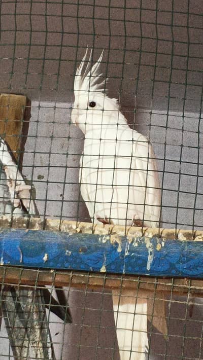 Eno cocktail pair adult breader big size pair