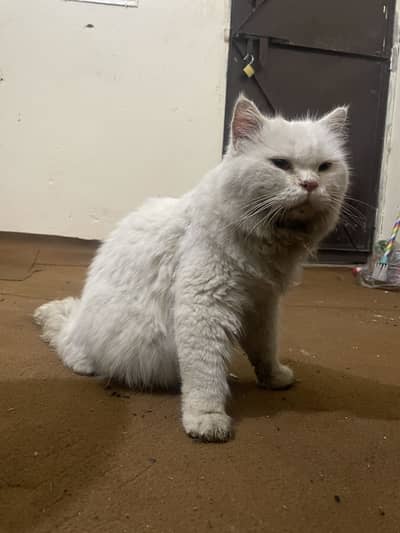 Persian stud male cat 2 years vaccinated