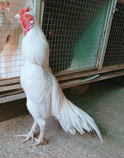 aseel murga Heera 03498200770