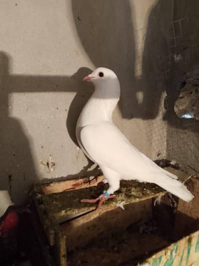 pigion avalble mokhtlif price