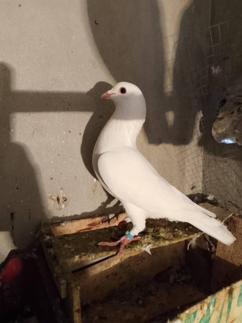 pigion avalble mokhtlif price 0