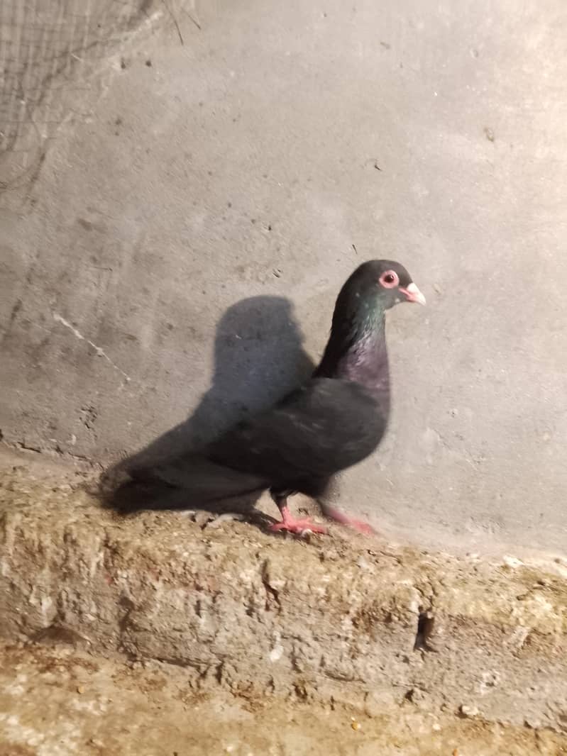 pigion avalble mokhtlif price 1