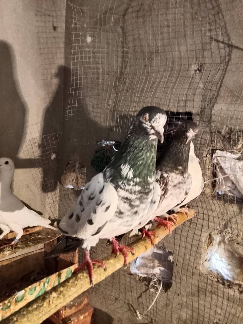 pigion avalble mokhtlif price 2