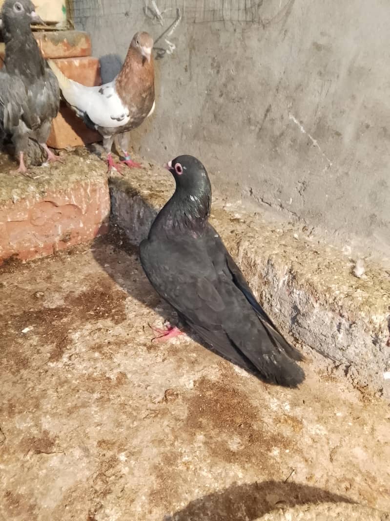 pigion avalble mokhtlif price 4