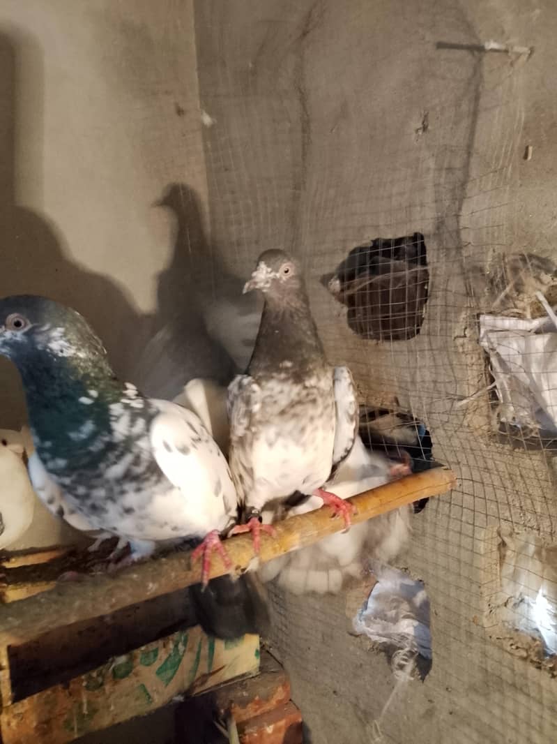 pigion avalble mokhtlif price 5