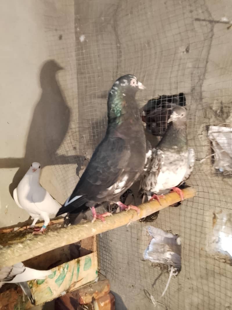 pigion avalble mokhtlif price 6