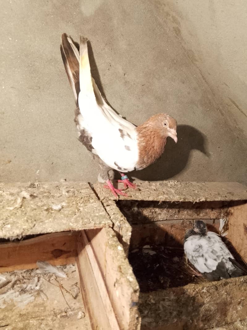 pigion avalble mokhtlif price 8