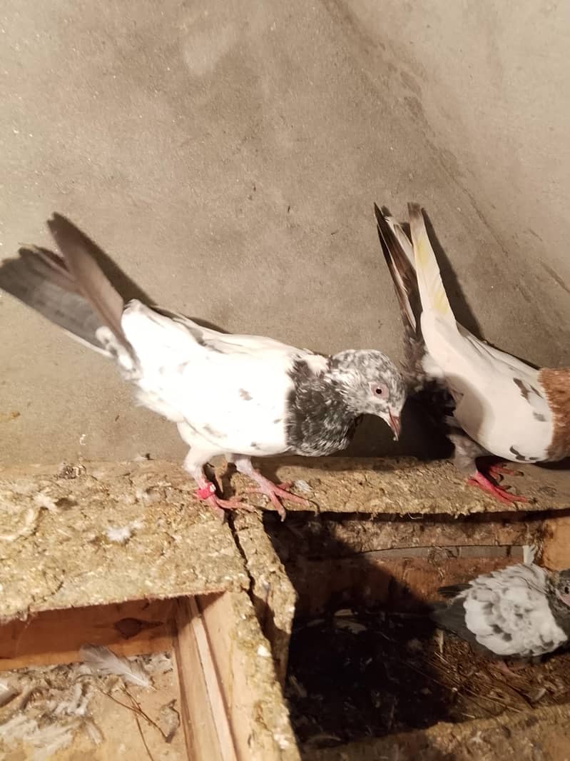 pigion avalble mokhtlif price 9