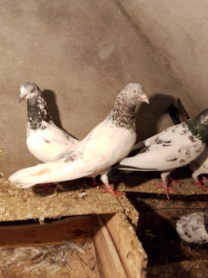 pigion avalble mokhtlif price 10