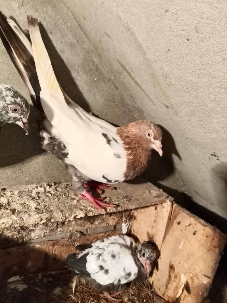 pigion avalble mokhtlif price 11