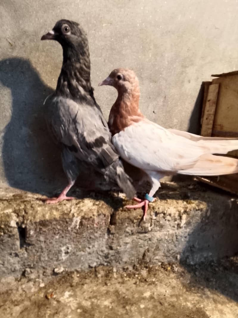 pigion avalble mokhtlif price 13