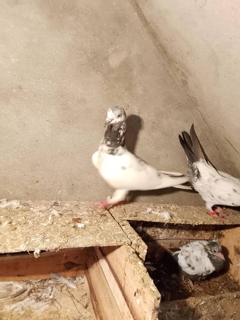 pigion avalble mokhtlif price 14